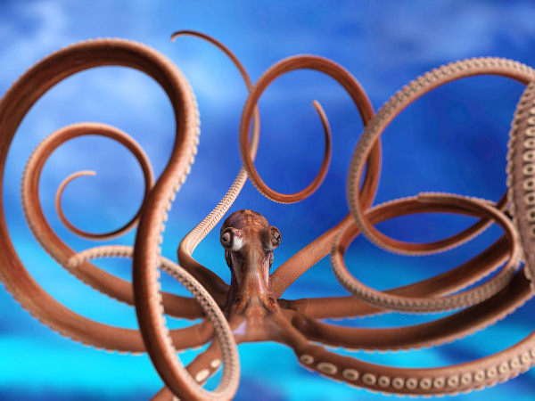 Nevada: Please Vote Cartoon Porn Octopus In 2016