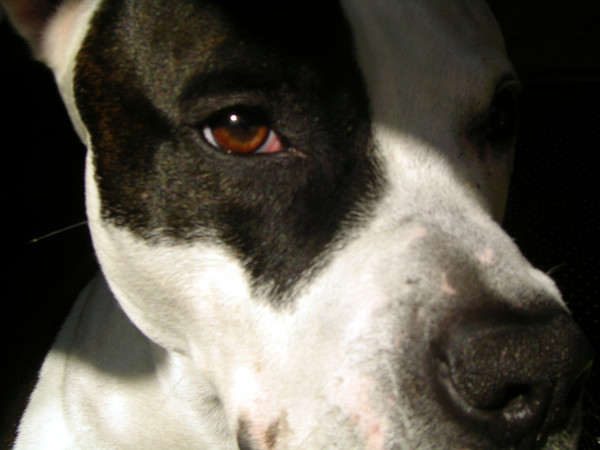 Turns Out ‘Man’s Best Friend’ Is A Rat