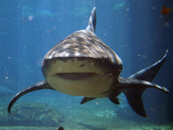 Can’t Wait for Master Shark to Dominate Blake Lively