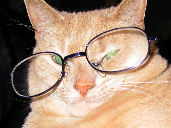 80% Porn, Plus Pics of Cats and Food