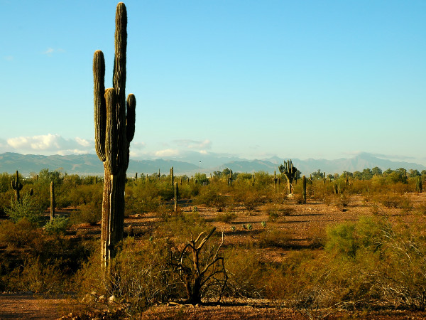 Make No Mistake: It Was The Filter’s Fault