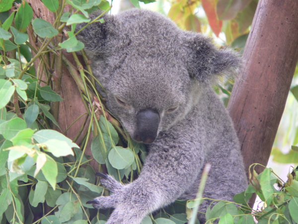 What, No Special Prosecutors Exist in Australia?