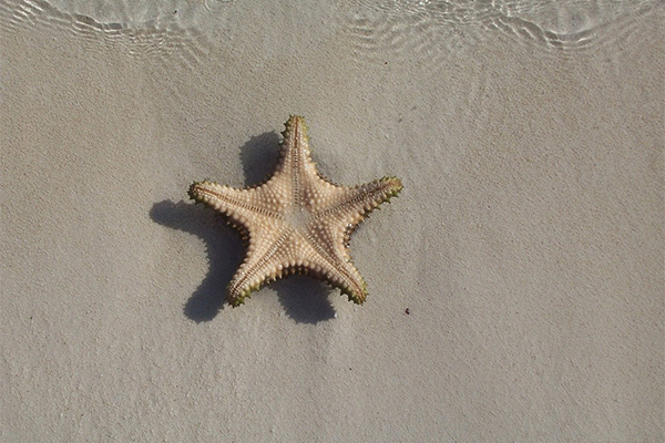 Buttholes Be Damned! Companies, Build Followers and Enhance Engagement