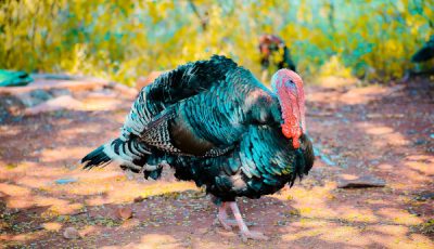 A Misinformation Thanksgiving