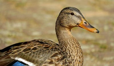 Of Judicial Misconduct, Proportionality and… Lip-Syncing on TikTok?